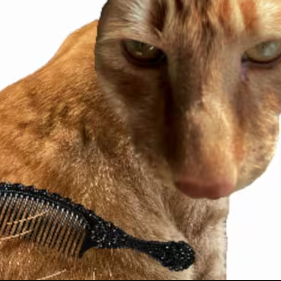 给猫梳毛