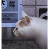 翌日猫之怪奇谭