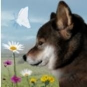 翌日波奇狗的历险记中文版