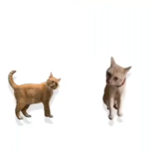 基米斗