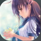 Narcissu