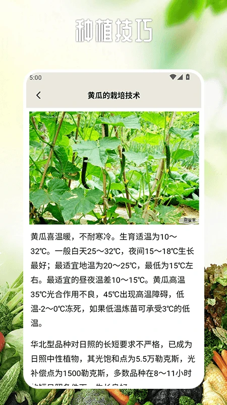 卖菜致富记截图4