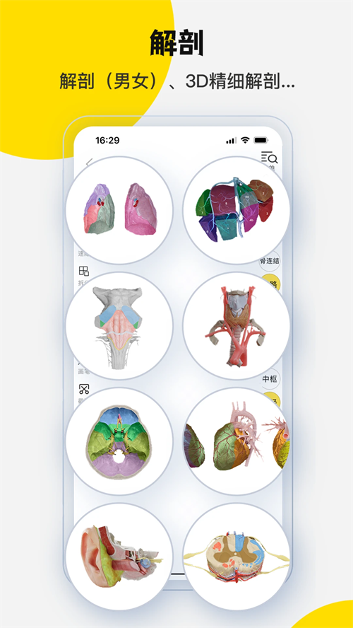 3DBody解剖截图1