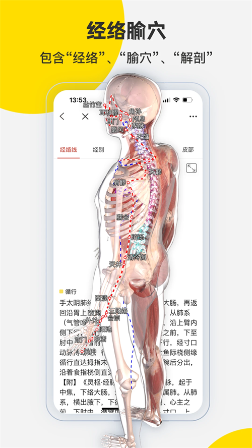 3DBody解剖截图3