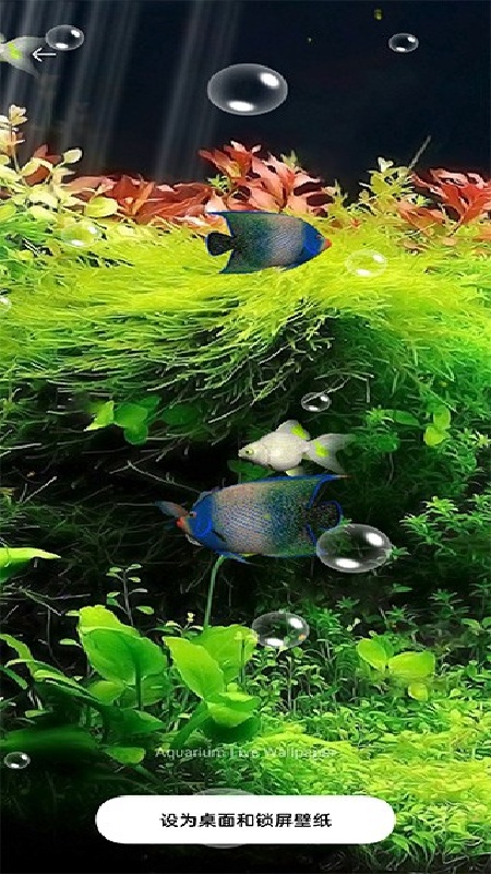 水族馆动态壁纸手机版截图1