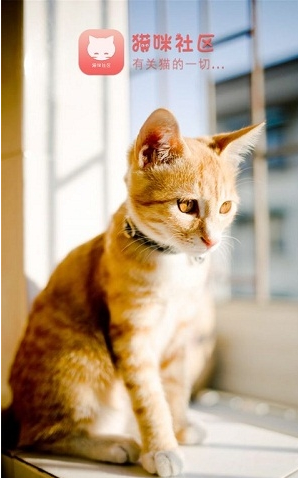 猫咪社区截图1
