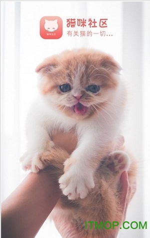 猫咪社区截图3