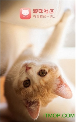猫咪社区截图2