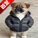二狗助手